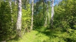 Чтобы леса жили