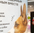 В Оренбуржье стартовала акция «Подарите свою заботу лохматым» - Газета Бугурусланская правда