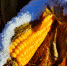В Бугурусланском районе есть сложности с уборкой кукурузы и подсолнечника - Газета Бугурусланская правда
