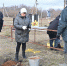 В Бугуруслане и Бугурусланском районе посадили каштаны - Газета Бугурусланская правда