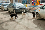 В Бугуруслане могут начать усыплять бродячих собак