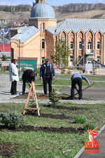 В Бугуруслане к юбилею Победы в парке имени Мусы Джалиля высадили 30 елей