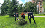 В Бугуруслане высадили 30 молодых елей