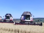 В Бугурусланском районе намолотили 85,8 тыс. тонн зерна